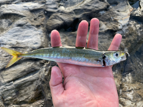 ムロアジの釣果