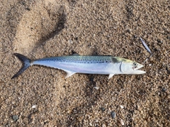 サゴシの釣果