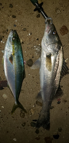 ツバスの釣果