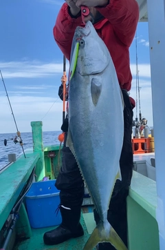 ブリの釣果