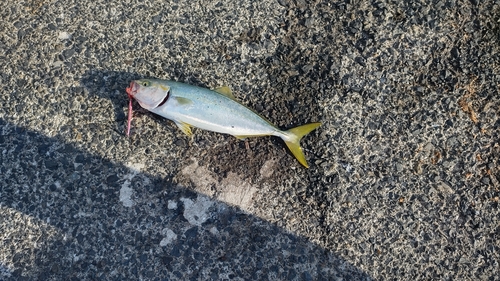 ツバスの釣果