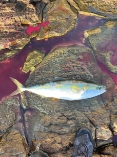 ヤズの釣果