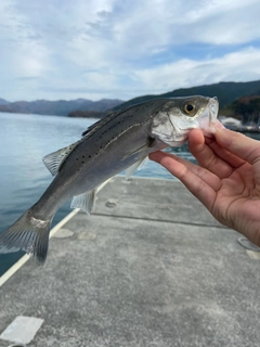 セイゴ（マルスズキ）の釣果