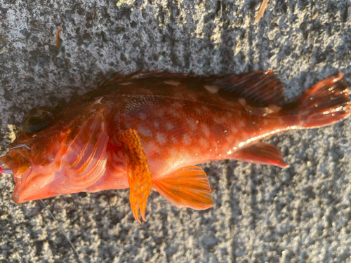 カサゴの釣果