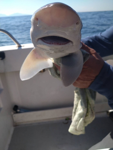 サメの釣果