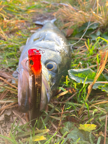 フッコ（マルスズキ）の釣果