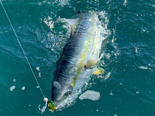 ブリの釣果