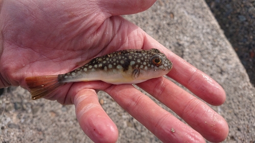 コモンフグの釣果