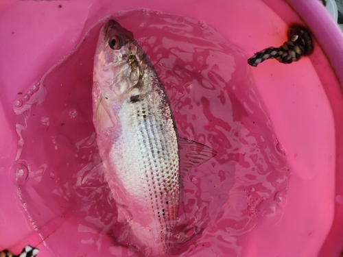 コノシロの釣果