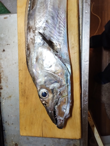 タチウオの釣果