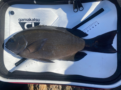 クチブトグレの釣果