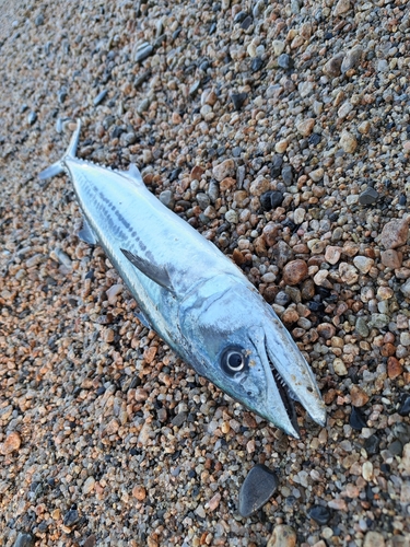 サゴシの釣果