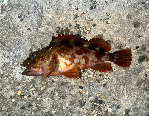 カサゴの釣果