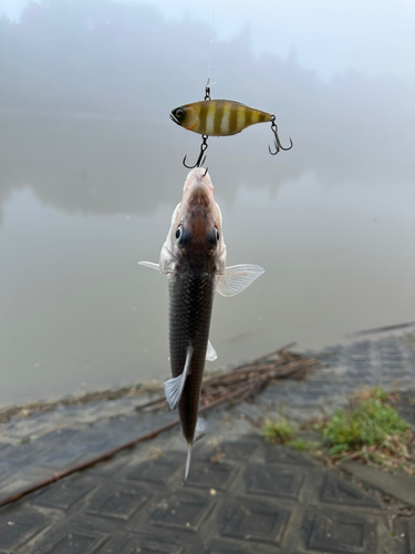 ニゴイの釣果