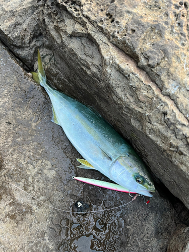 ハマチの釣果