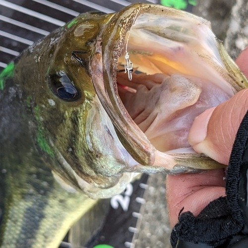 ラージマウスバスの釣果