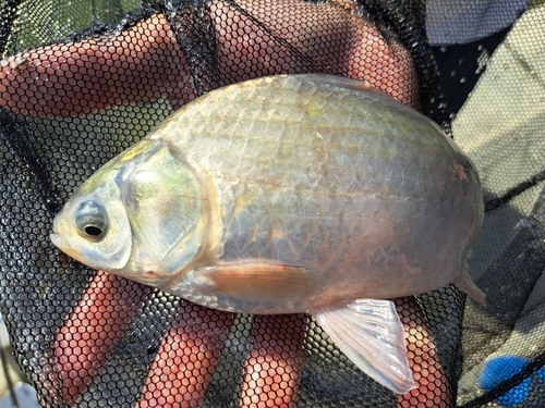 ヘラブナの釣果