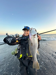 ニベの釣果