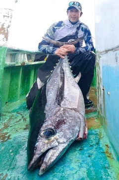 ビンチョウマグロの釣果