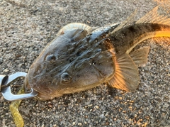 マゴチの釣果