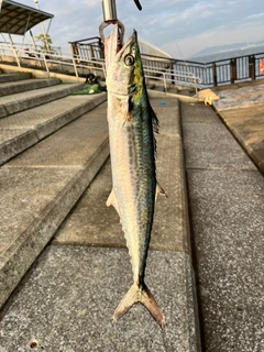 サゴシの釣果