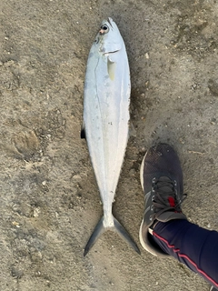 イケカツオの釣果