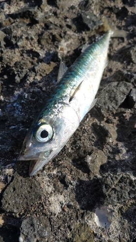 サバの釣果