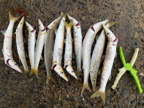 カマスの釣果