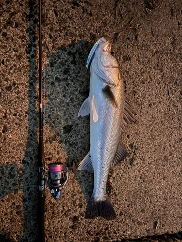 シーバスの釣果