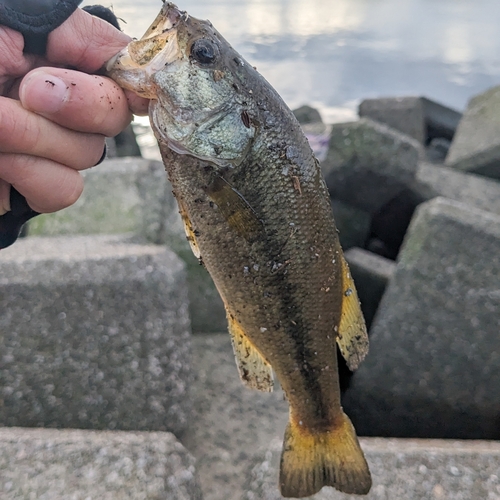 ラージマウスバスの釣果