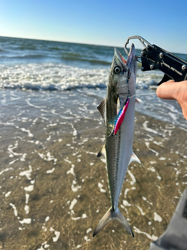 サゴシの釣果