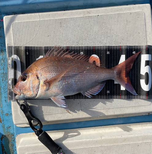 マダイの釣果