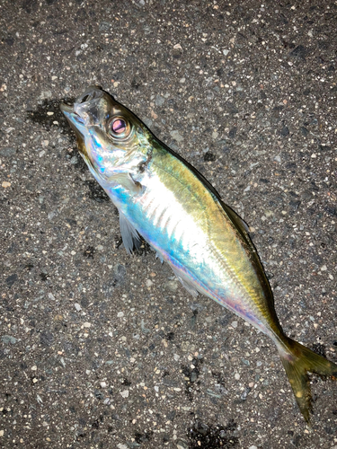 マアジの釣果