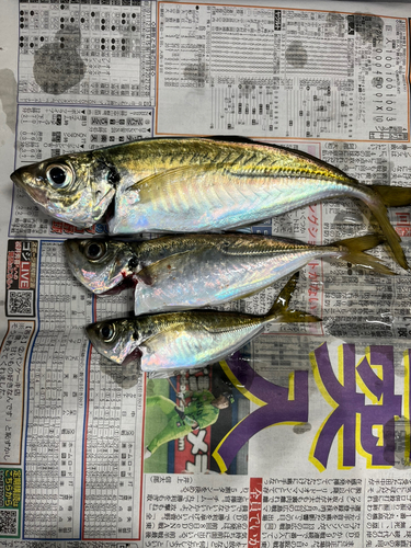 アジの釣果