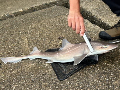 ホシザメの釣果