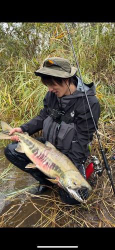 サケの釣果