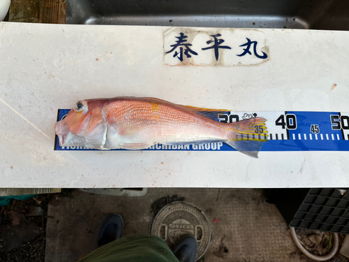 アマダイの釣果