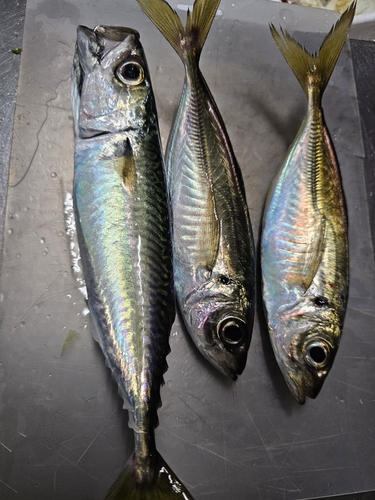 アジの釣果