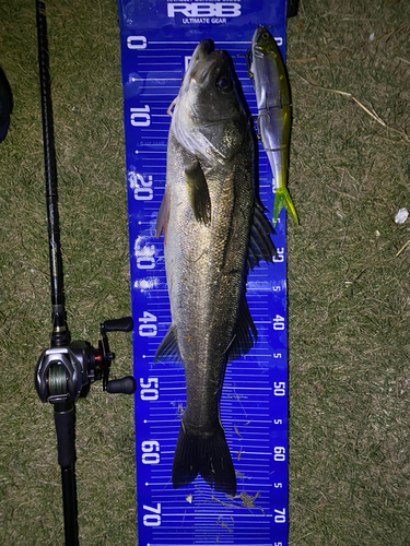 シーバスの釣果