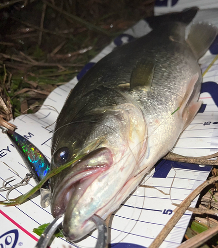 ブラックバスの釣果