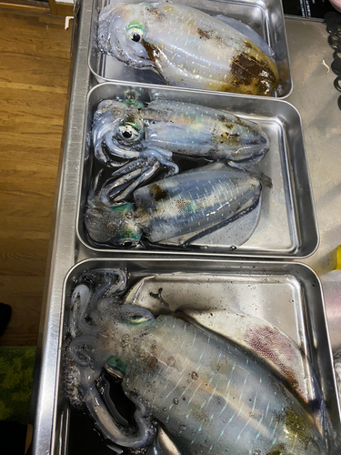 アオリイカの釣果