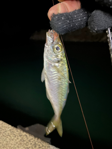 マアジの釣果