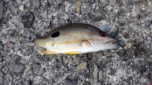 クロホシフエダイの釣果