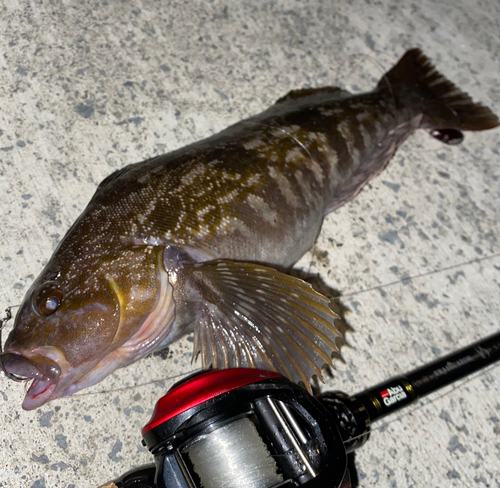 アイナメの釣果