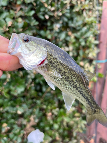 ラージマウスバスの釣果