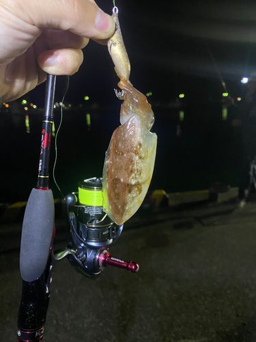 コウイカの釣果