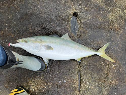 ブリの釣果