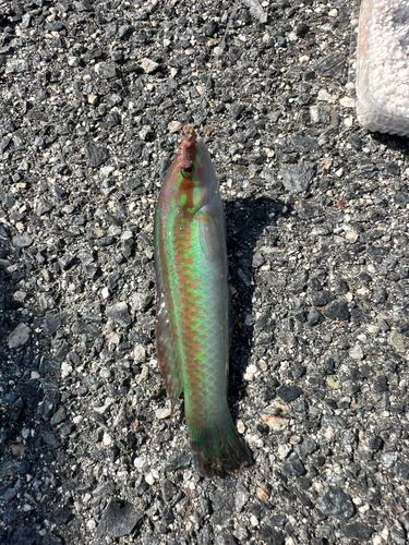 イソベラの釣果