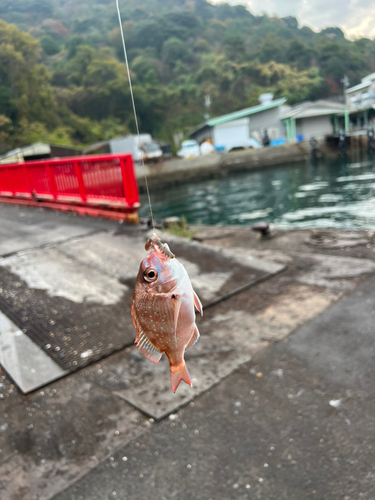 メンコダイの釣果