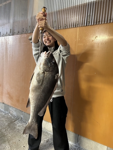 コロダイの釣果